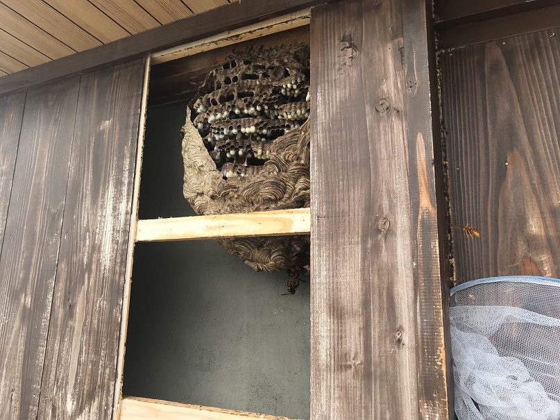 スズメバチ、アシナガバチ、ミツバチ和歌山