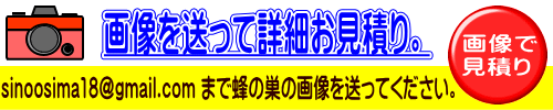 和歌山,大阪ハチ駆除,画像見積り、スズメバチ、アシナガバチ、ミツバチ和歌山